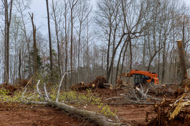 How Our Tree Care Process Works  in  Honolulu, HI